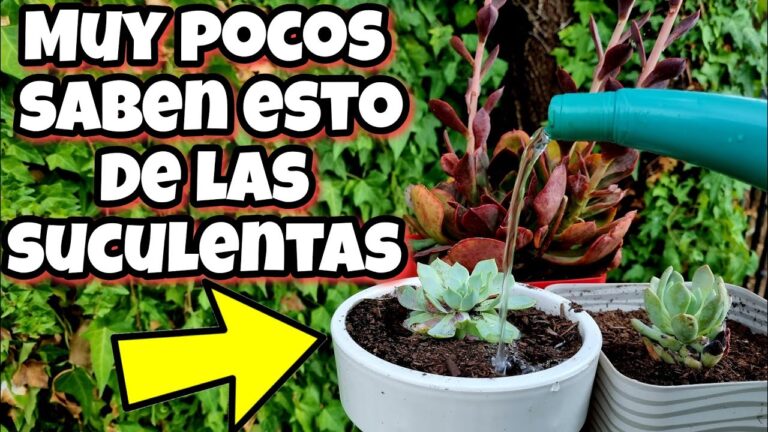 cada cuanto se riegan las suculentas