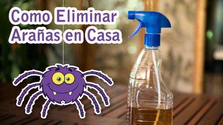 como acabar con las arañas en casa