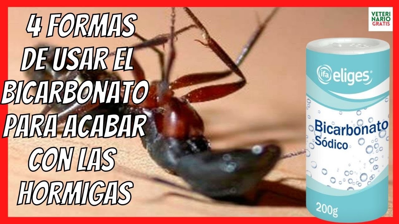 como acabar con las hormigas en un piso