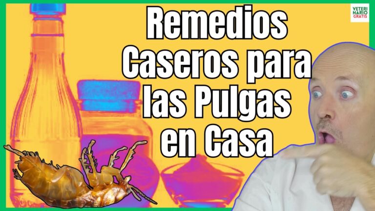 como acabar con pulgas en casa