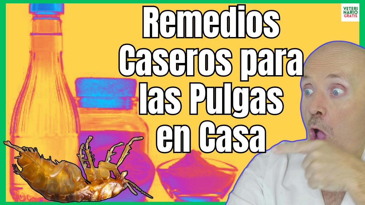 como acabar con pulgas en casa