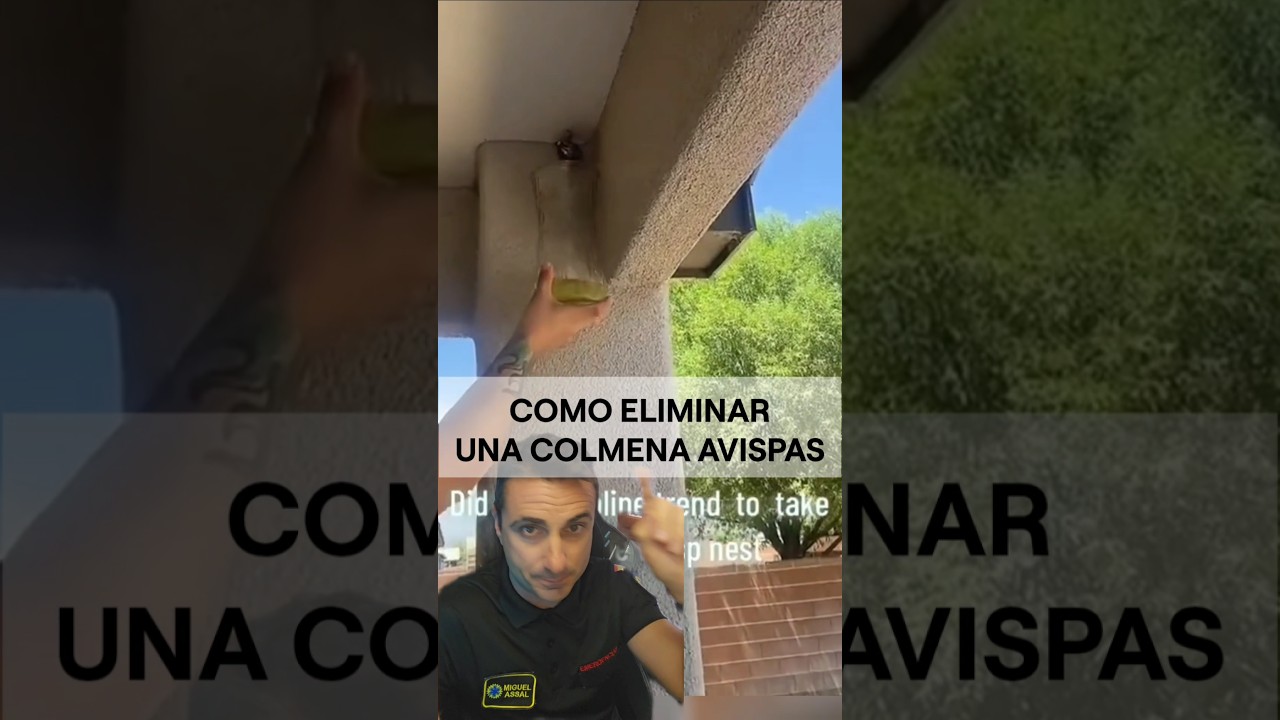 como acabar con un nido de avispas