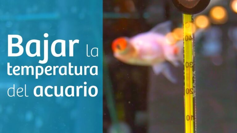 como bajar la temperatura de un acuario