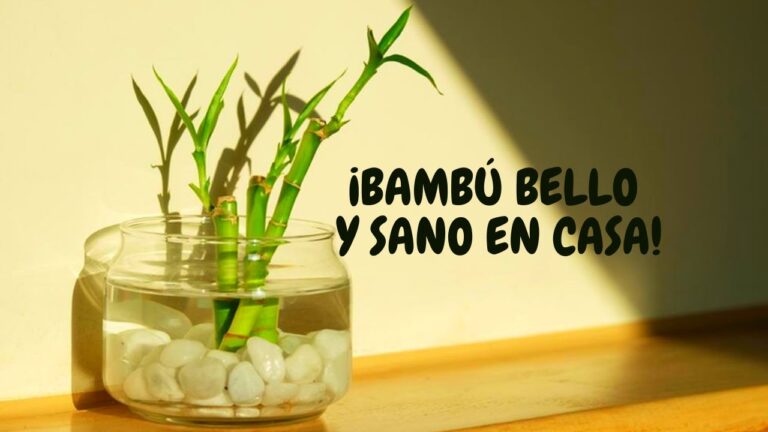 como cuidar bambu de la suerte