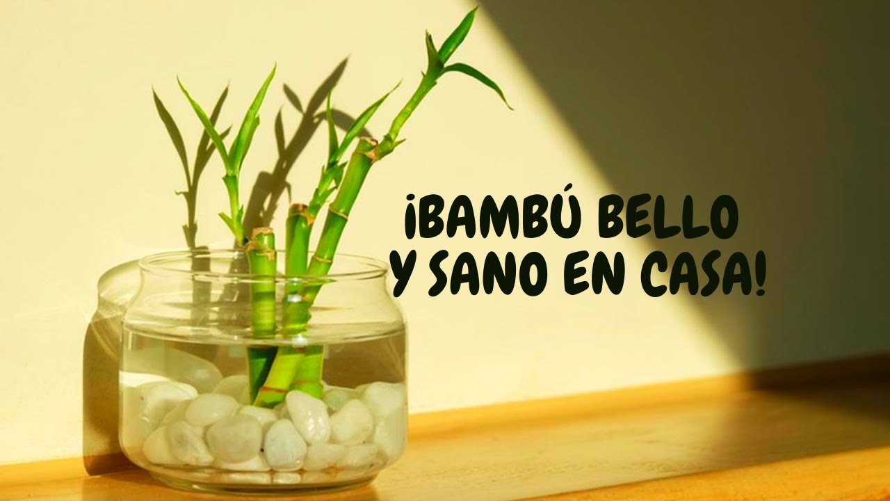 como cuidar bambu de la suerte