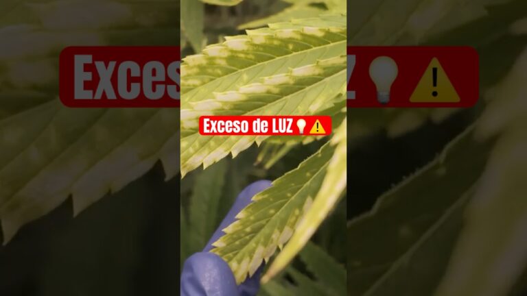 como dar luz a una planta baja