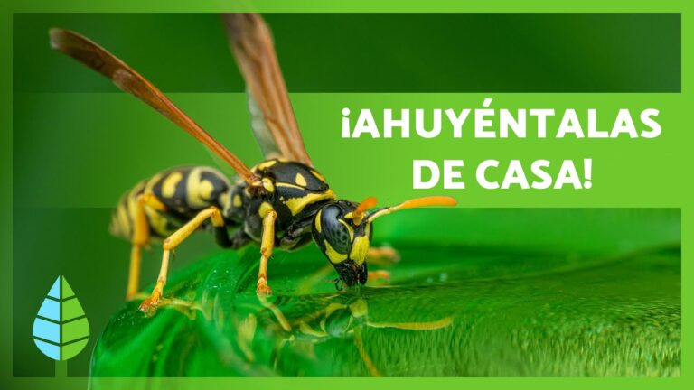 como eliminar las avispas del jardin