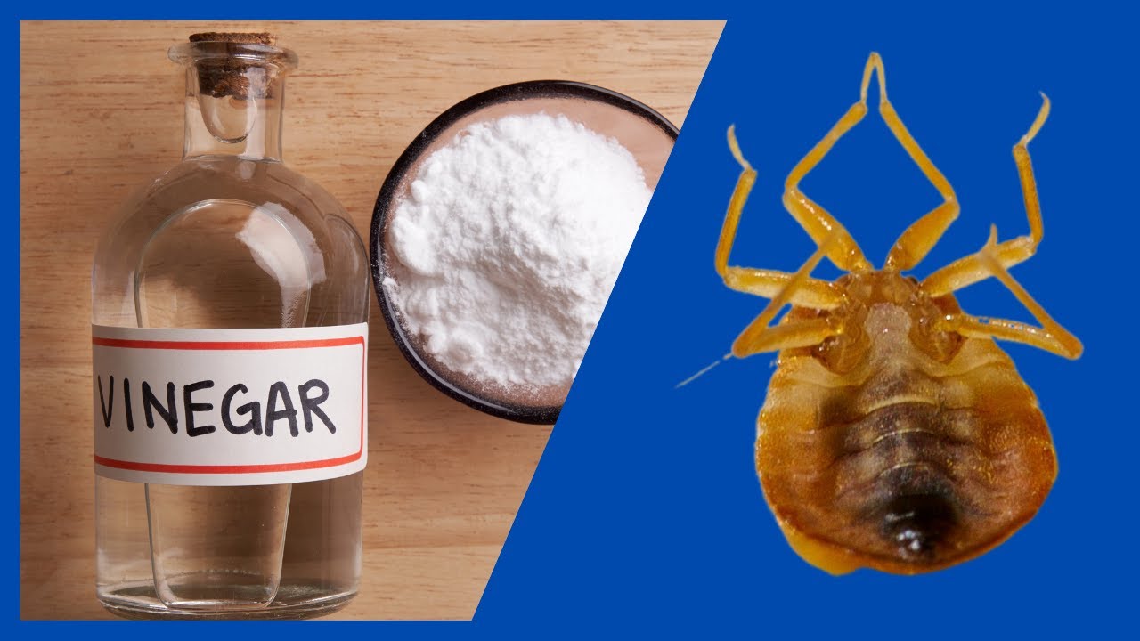 como eliminar las chinches rápidamente remedios caseros