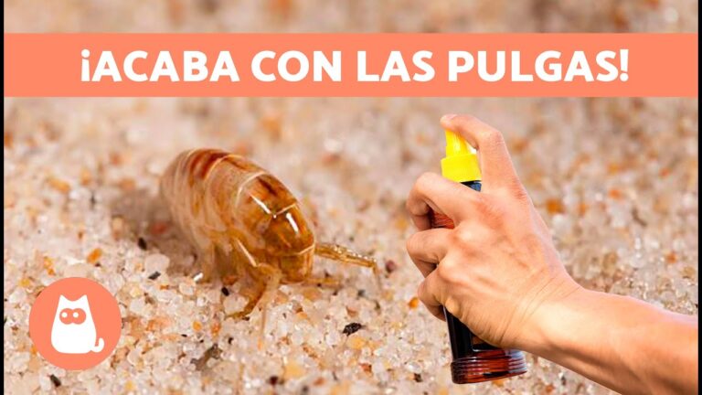 como eliminar pulgas de la casa
