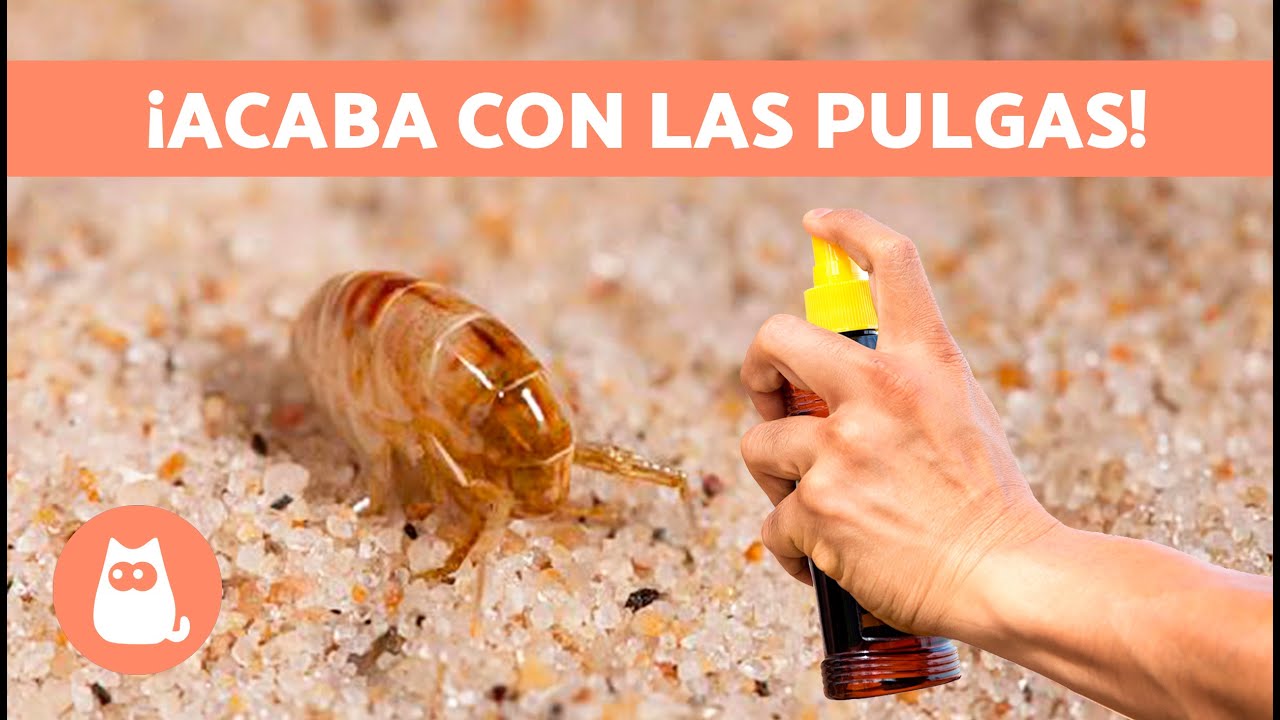 como eliminar pulgas de la casa