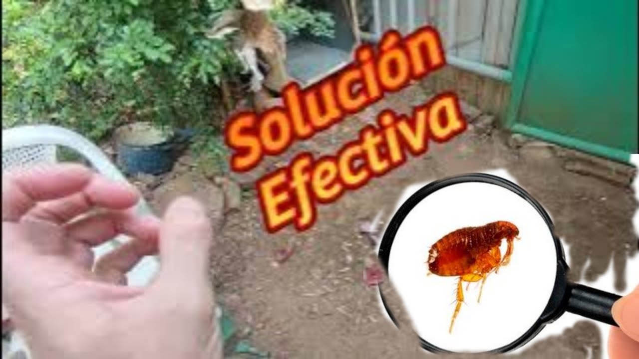 como eliminar pulgas en un terreno