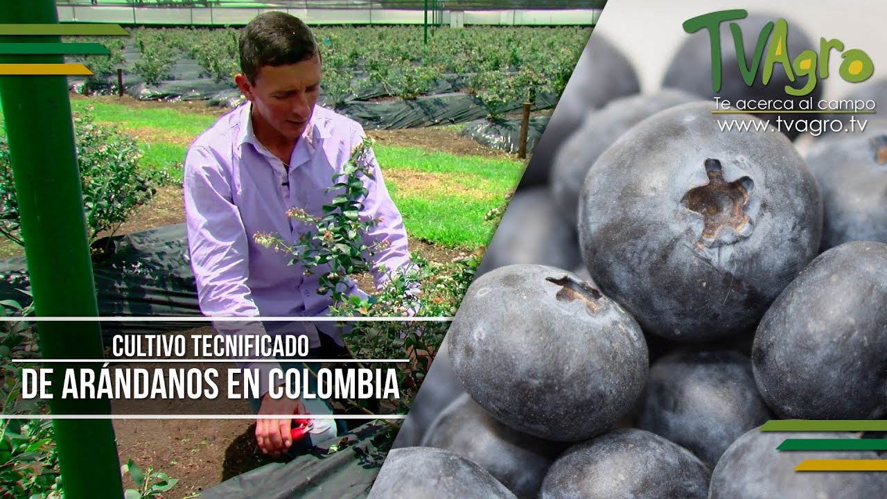 como es la planta de arandano