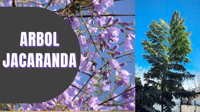 como es la raiz de la jacaranda