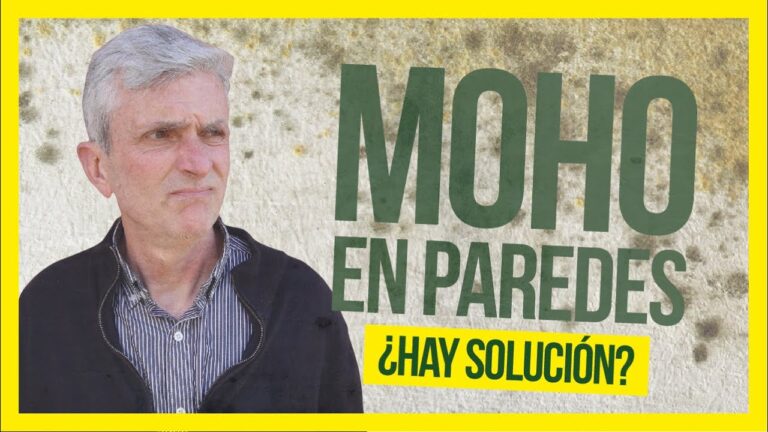 como limpiar hongos de la pared