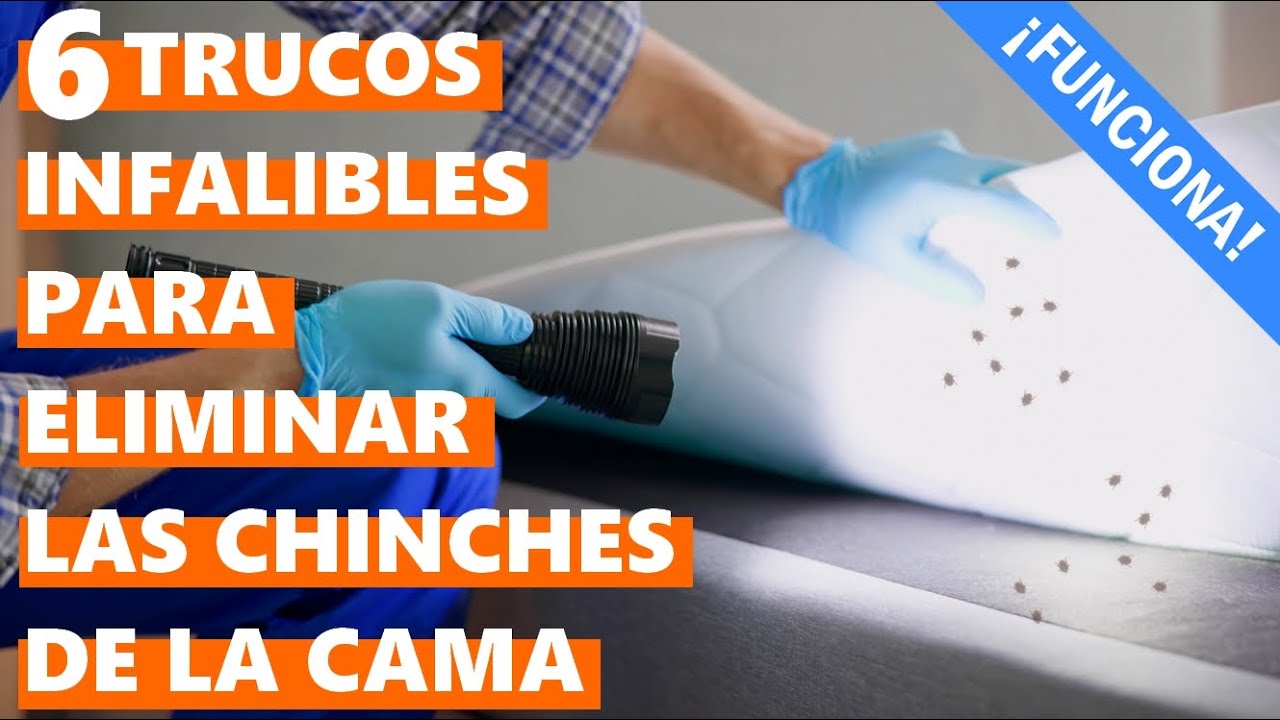 como mato las chinches de cama