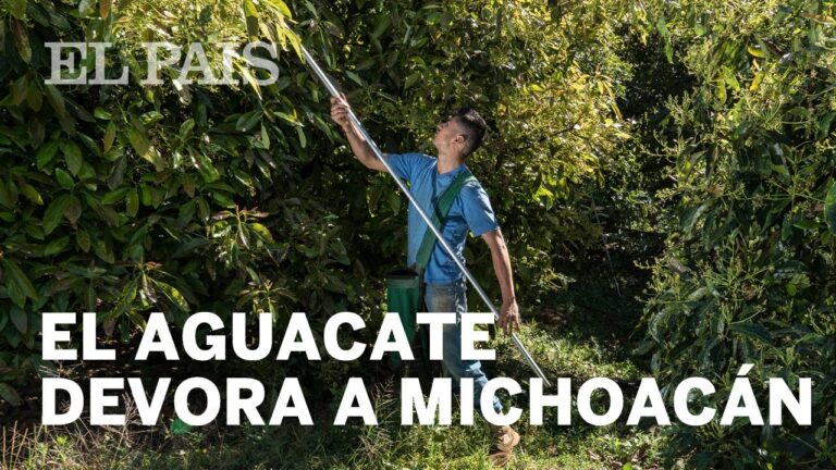 como obtienen los terrenos para cultivo de aguacate en michoacán
