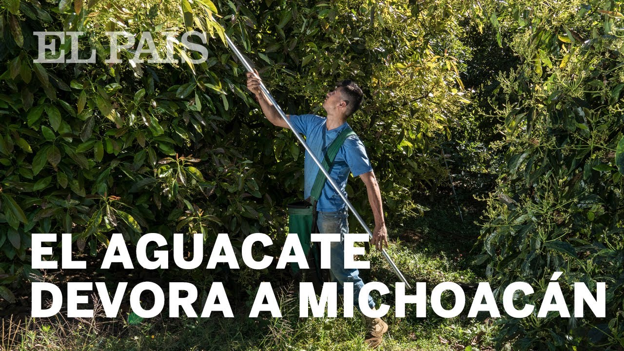 como obtienen los terrenos para cultivo de aguacate en michoacán