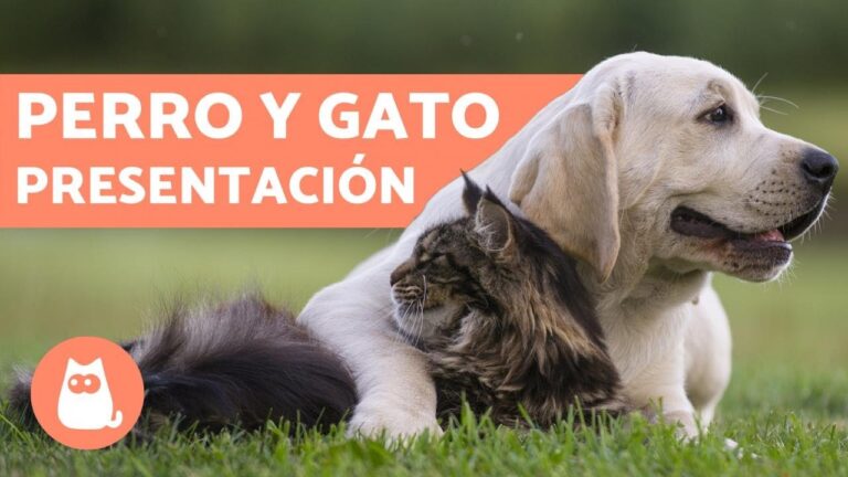 como presentar un gato a un perro