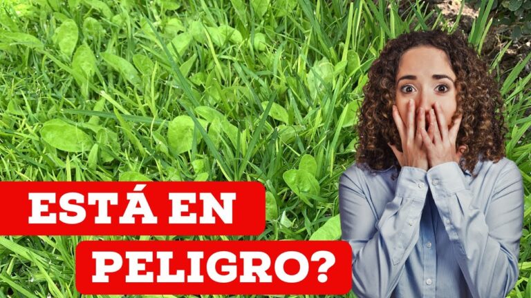 como quitar las malas hierbas del jardin