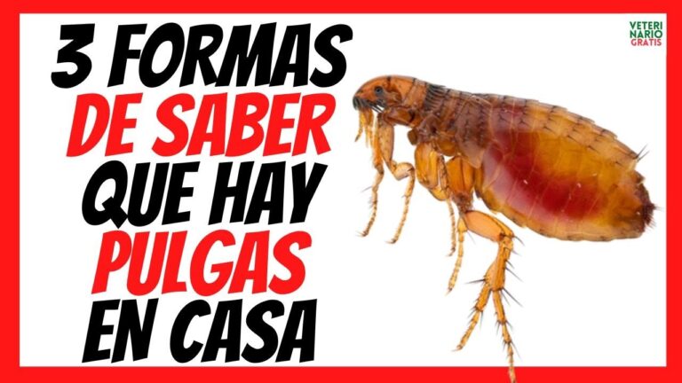 como saber si hay pulgas en casa