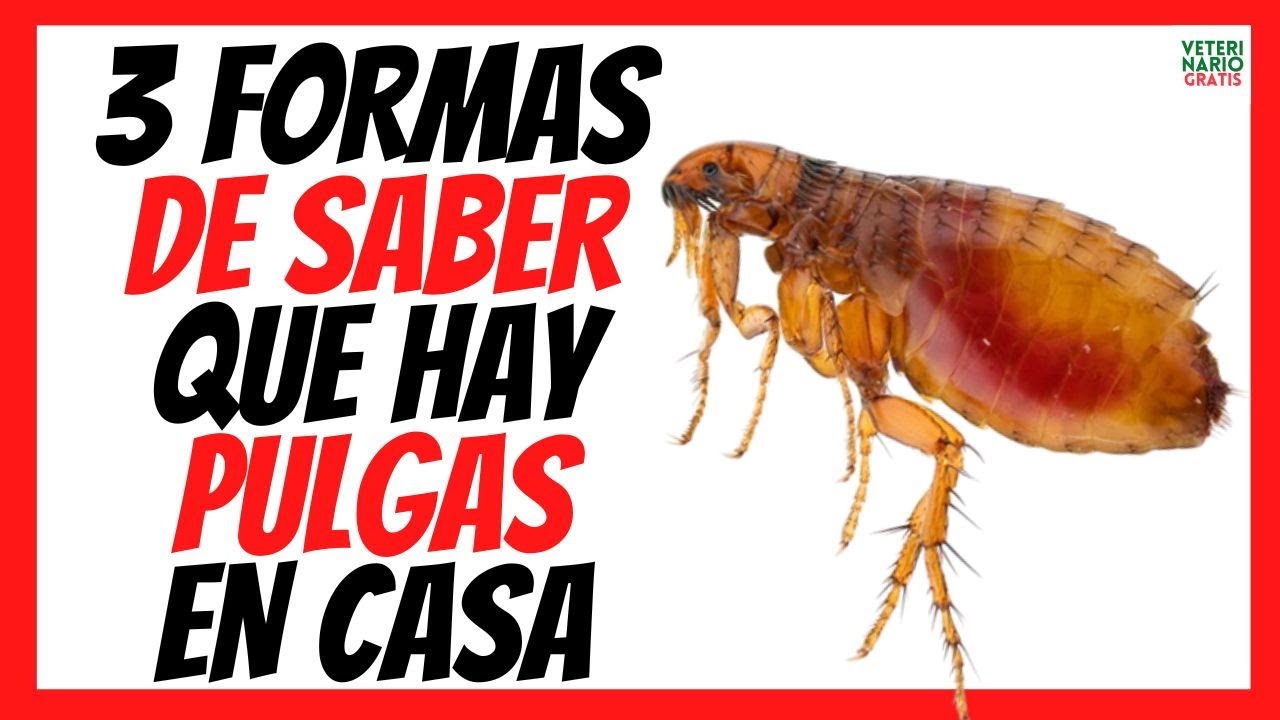 como saber si hay pulgas en casa