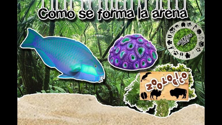como se forma la arena de la playa