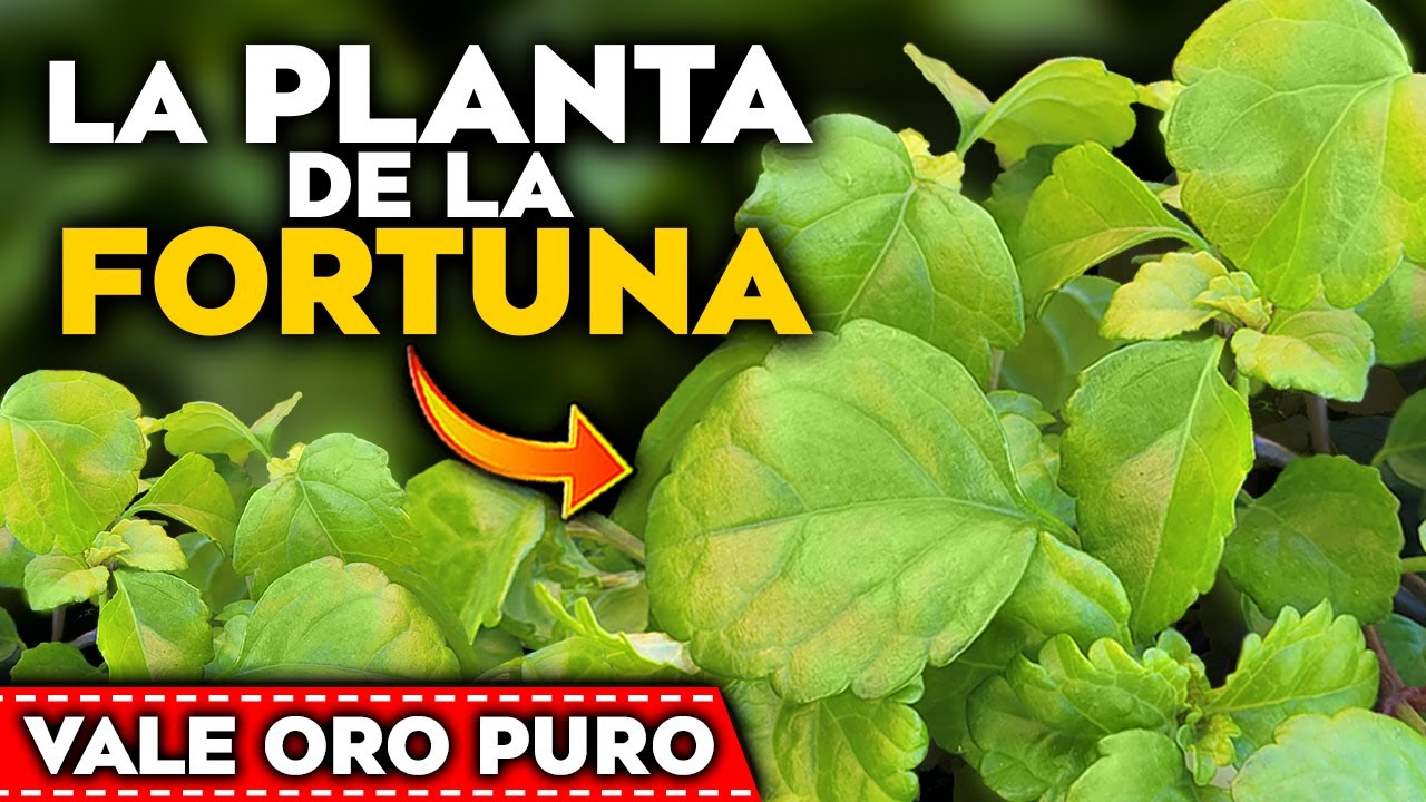 como se llama la planta del dinero