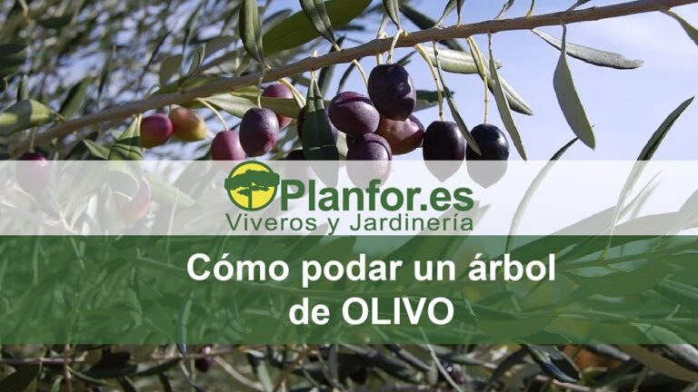 cuando y como se poda un olivo