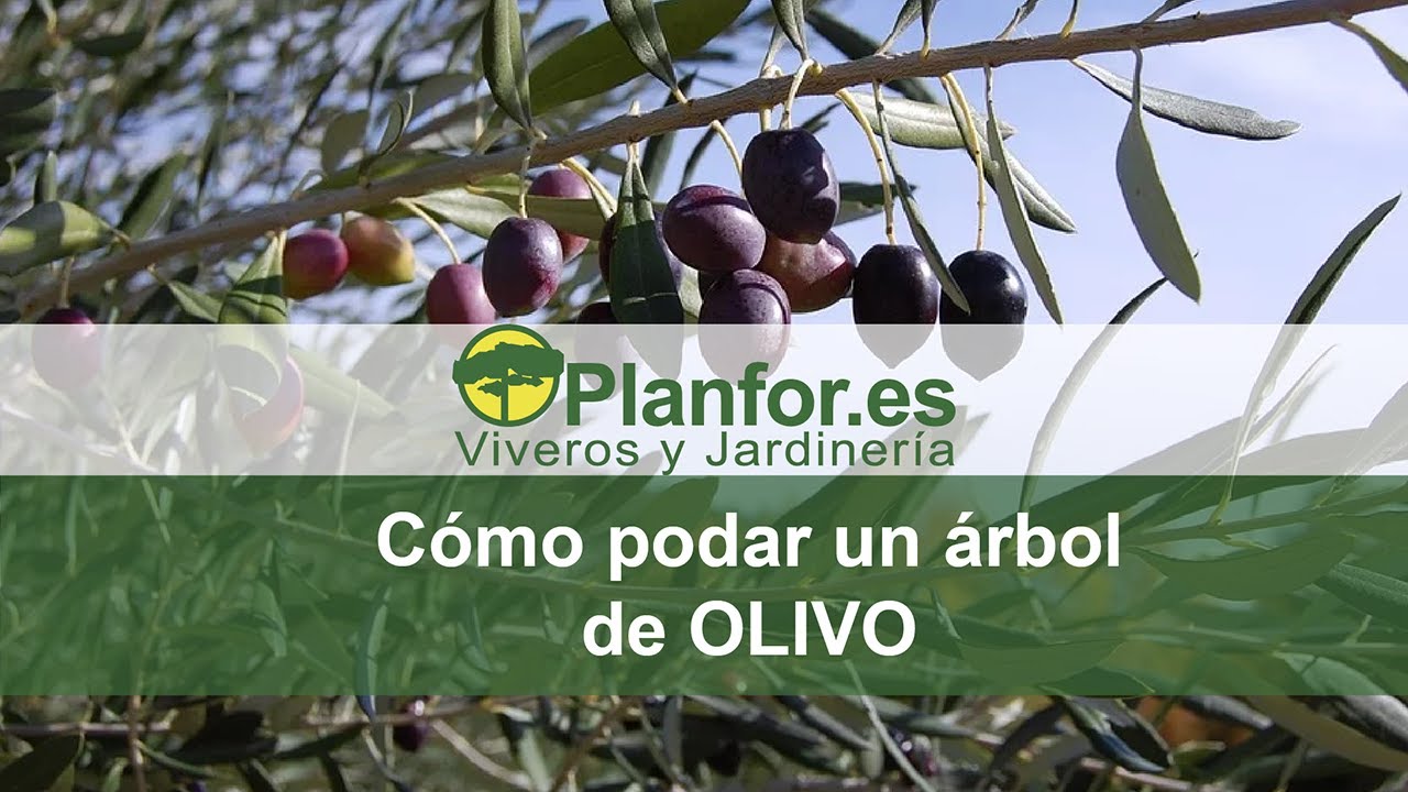 cuando y como se poda un olivo