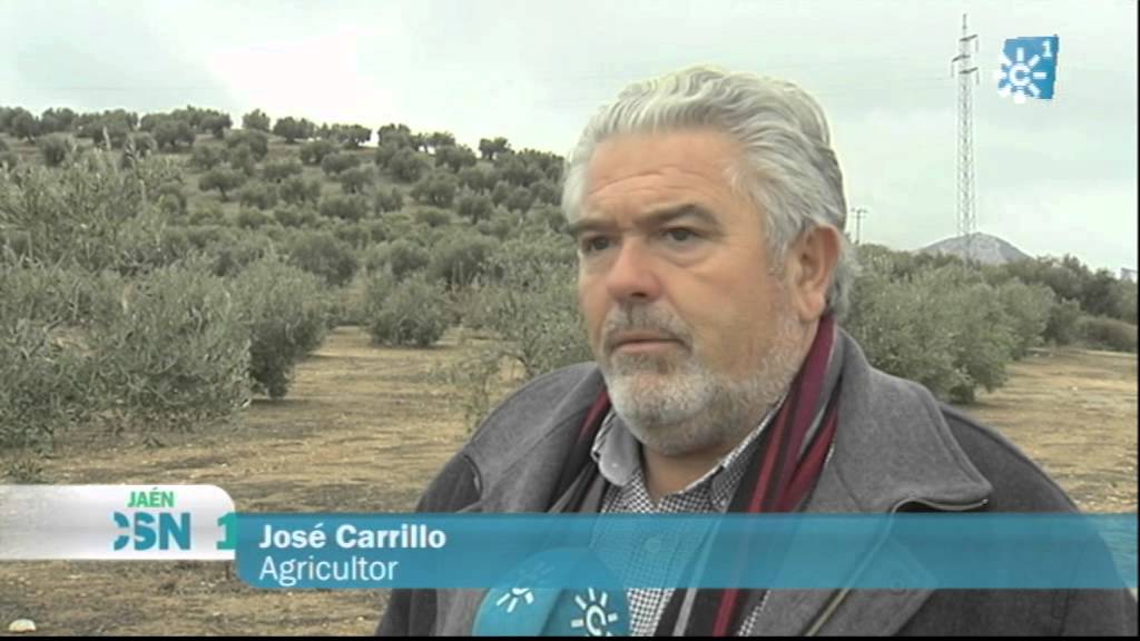 cuanto se cobra de subvencion por olivo