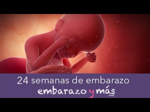 cuanto son 24 semanas en meses