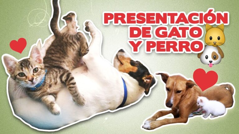 cuanto tiempo necesita un gato para adaptarse a un perro