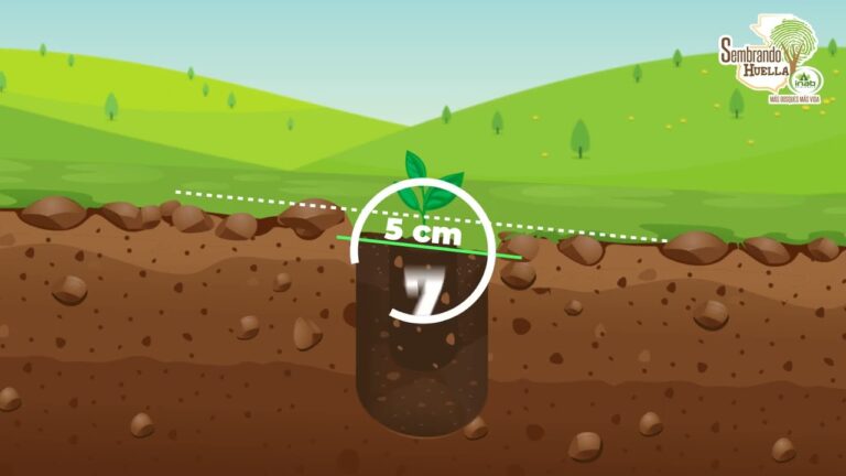 instructivo de como plantar un arbol