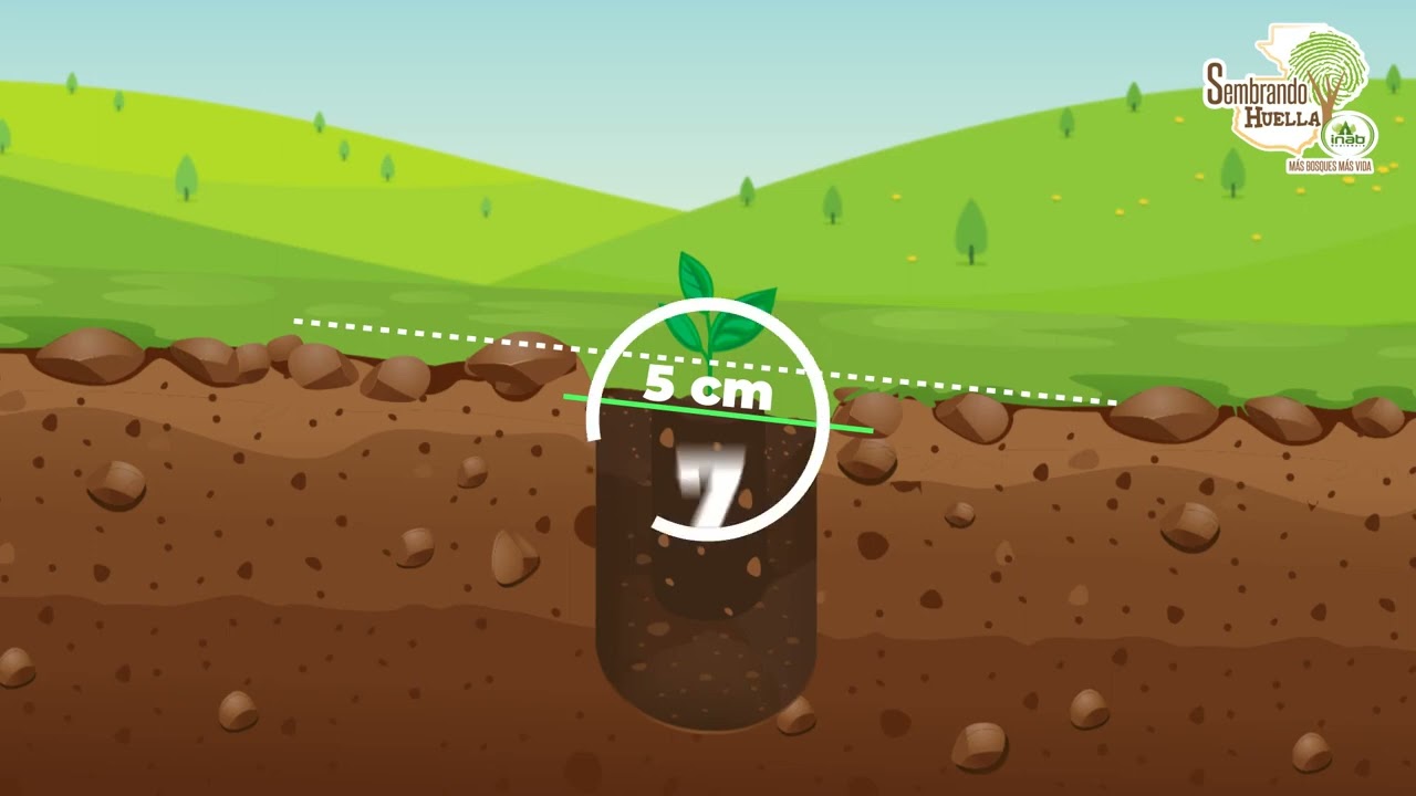 instructivo de como plantar un arbol