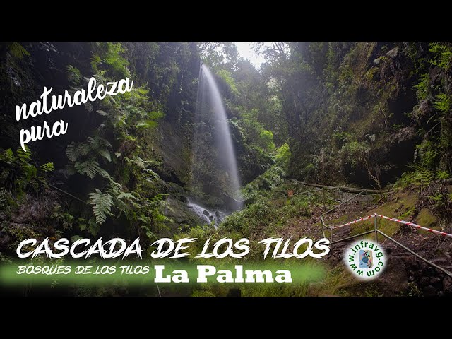 los tilos la palma como llegar