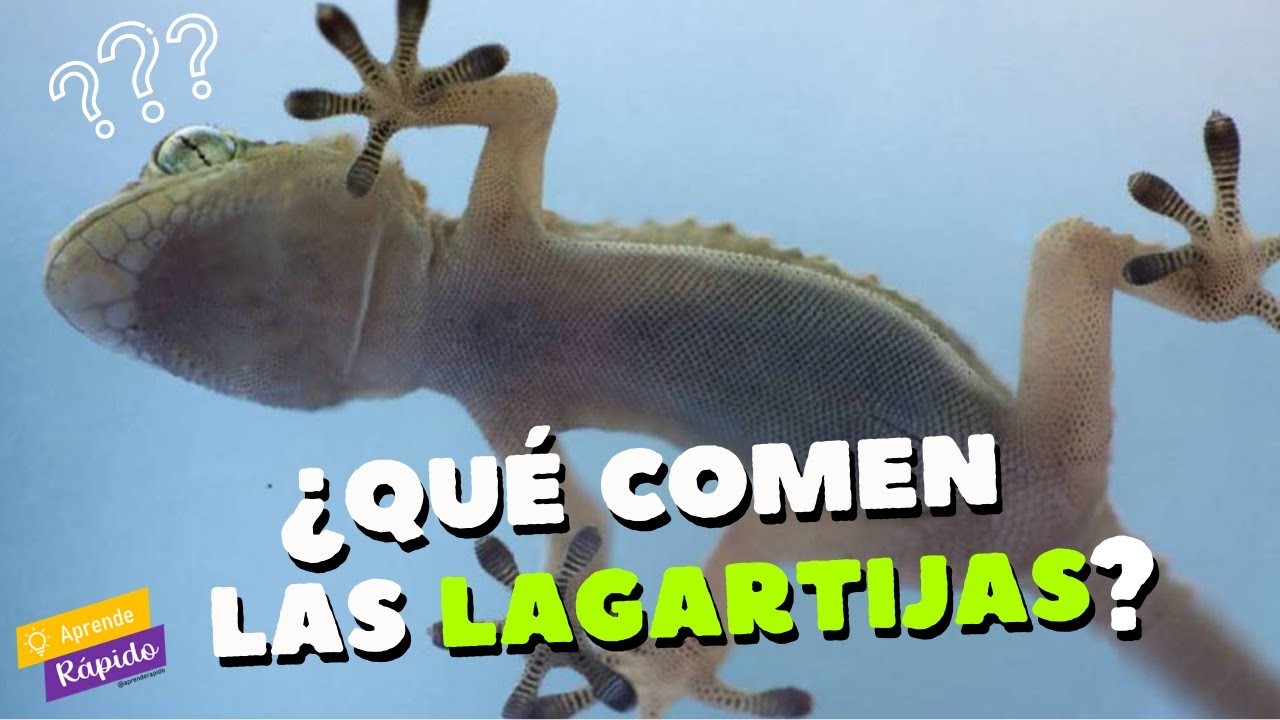 que comen las lagartijas en casa