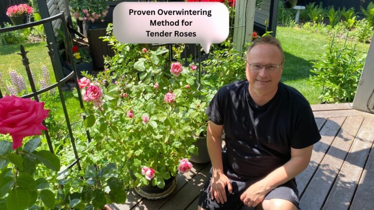 que faire à rosas en hiver