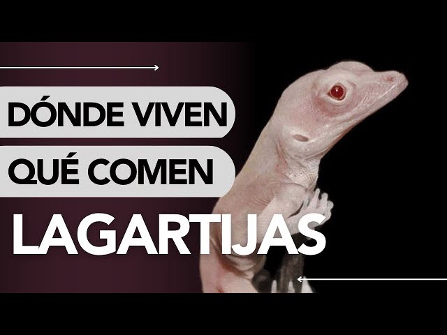 que hacen las lagartijas a los humanos
