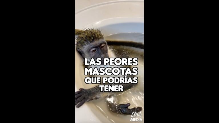 que mascotas se pueden tener en casa