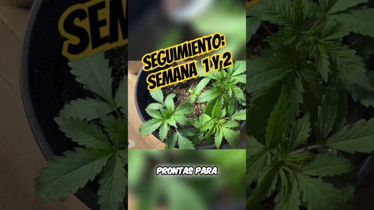 que pasa si te pillan con 30 plantas