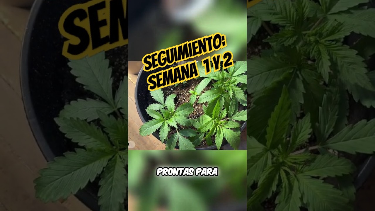 que pasa si te pillan con 30 plantas
