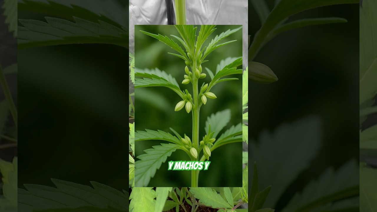 que pasa si te pillan con 4 plantas