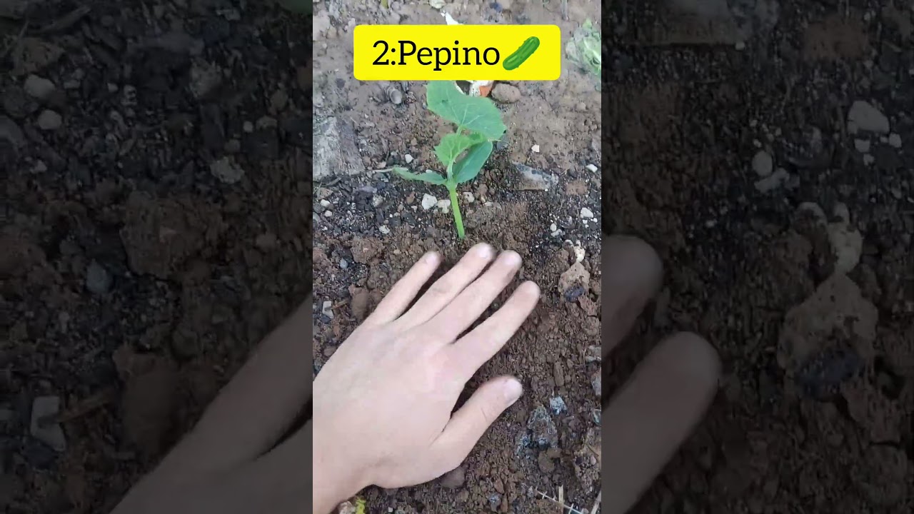 que plantar en abril en cataluña
