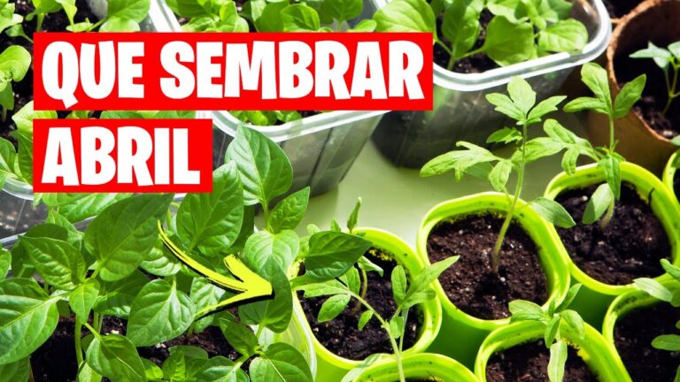 que plantar en abril en galicia