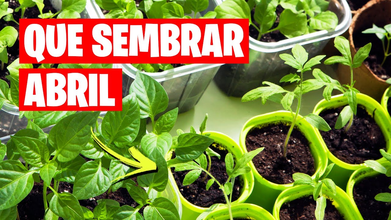 que plantar en abril en galicia
