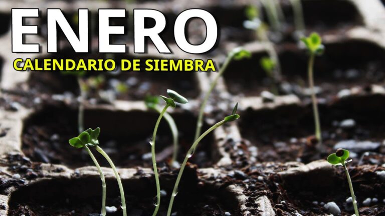 que plantar en enero en galicia