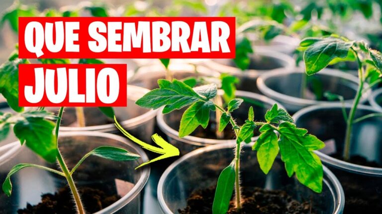 que plantar en julio en galicia