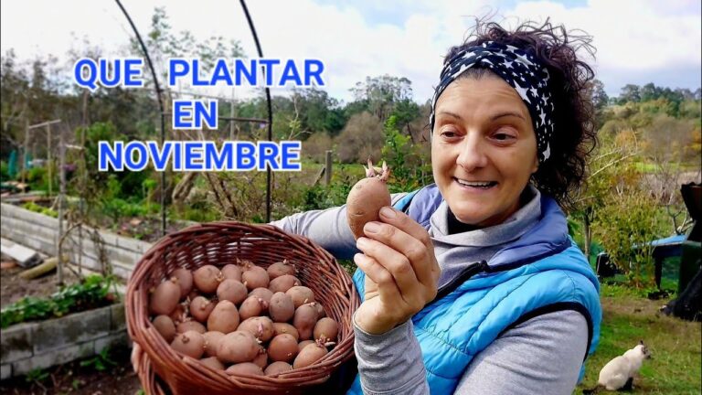 que plantar en noviembre en galicia
