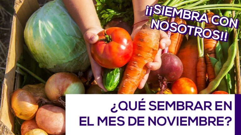 que plantar en noviembre en valencia