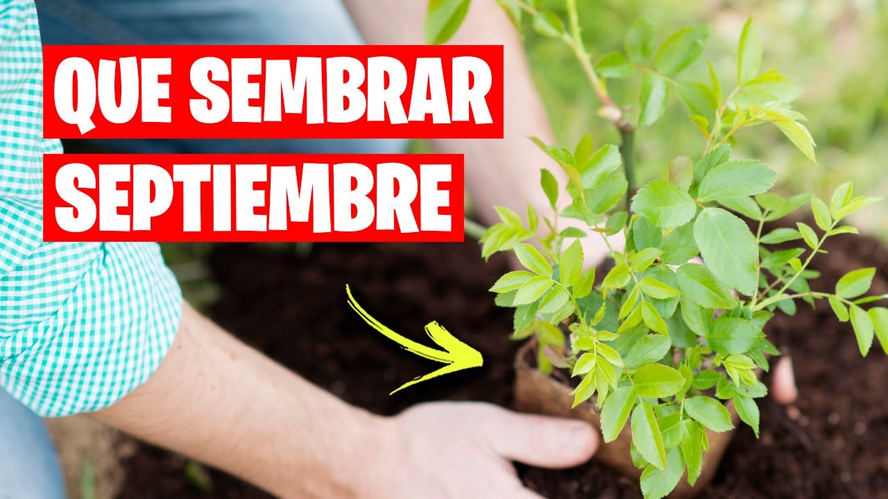 que plantar en septiembre en cataluña